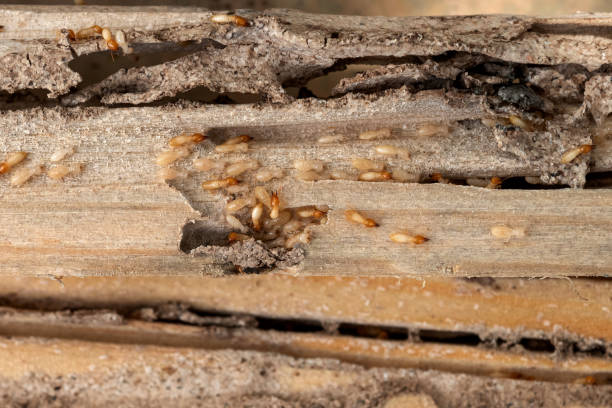 Best Insect Control  in Coal City, IL